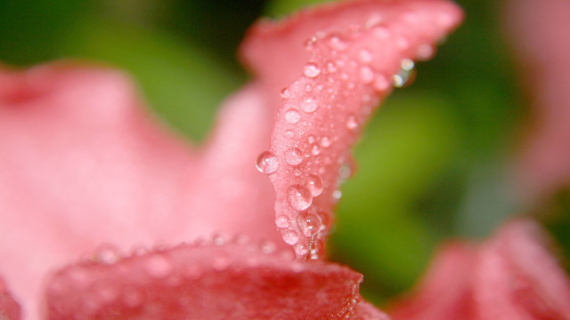 Pink flower water droplets macro #26 free wallpaper - medium preview image