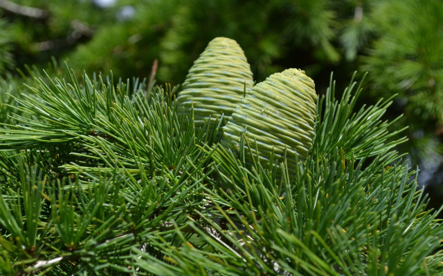 Pine needle closeup blue sky free wallpaper - medium preview image