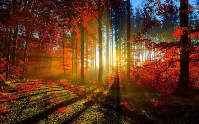 Forest sunbeam red leaves trail #2 free wallpaper - medium preview image