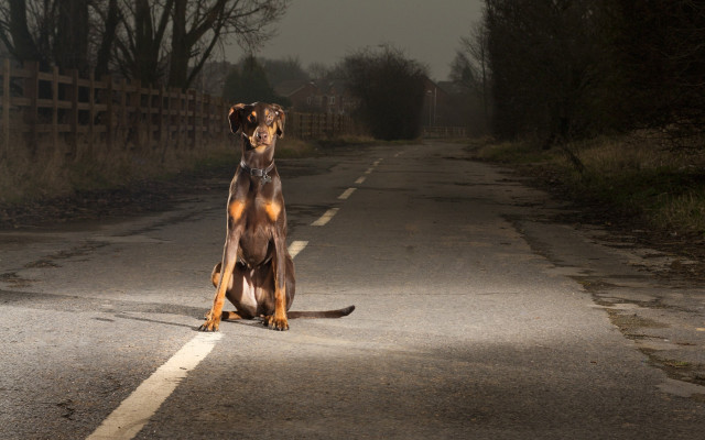Dog road dark fence trees free wallpaper - medium preview image