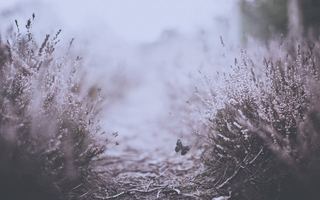 Bird branch fog forest butterfly free wallpaper - medium preview image