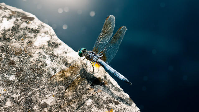 Dragonfly lake sunshine macro photography free wallpaper - medium preview image