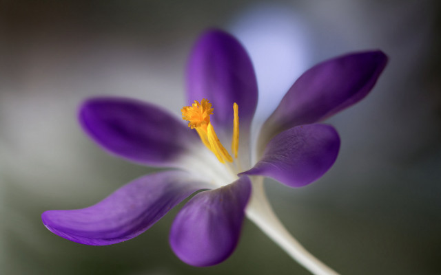 Purple flower yellow center macro #8 free wallpaper - medium preview image