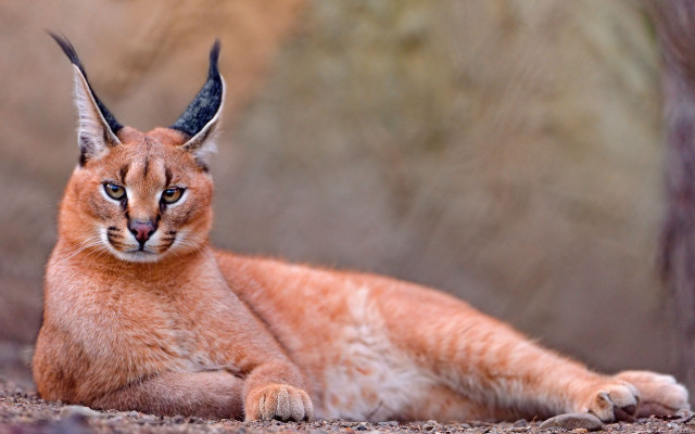 Cat horns laying dirt rockwall free wallpaper - medium preview image