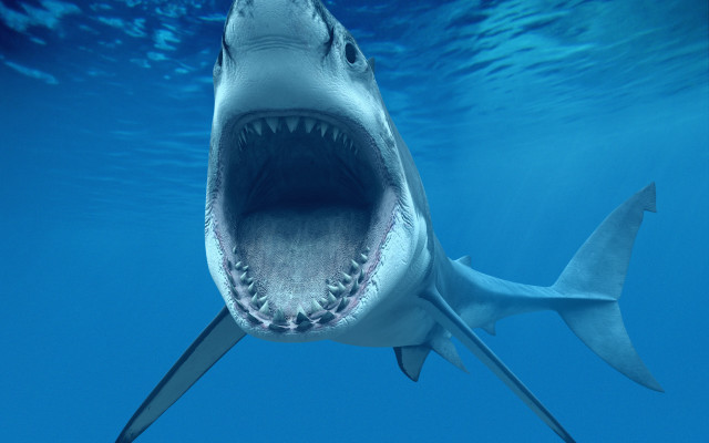 Shark open mouthed fish water free wallpaper - medium preview image