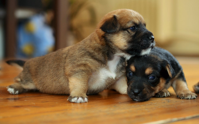 Puppies playing shiba inu blurry free wallpaper - medium preview image