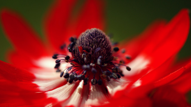 Red spider lily macro blurry free wallpaper - medium preview image