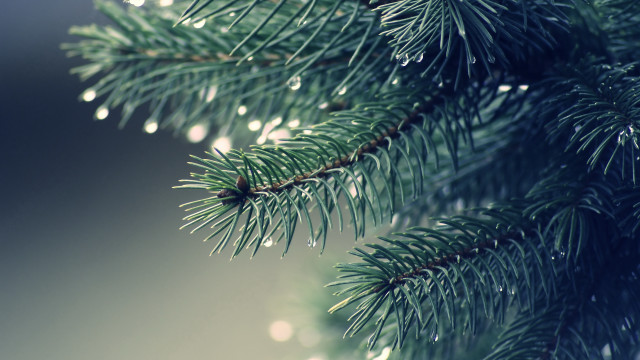 Pine needle water droplets blurry #2 free wallpaper - medium preview image