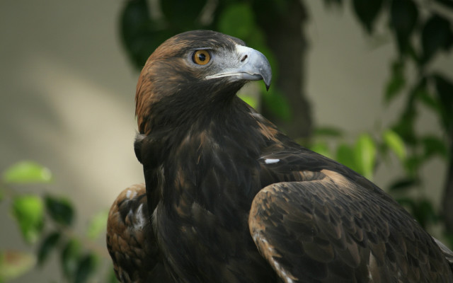 Bird of prey branch bokeh free wallpaper - medium preview image