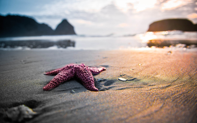 Starfish beach sunset rocks ocean free wallpaper - medium preview image
