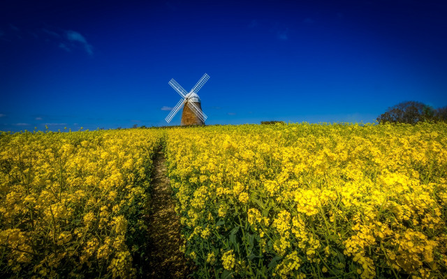 Windmill yellowflowers path tiltshift autumn free wallpaper - medium preview image