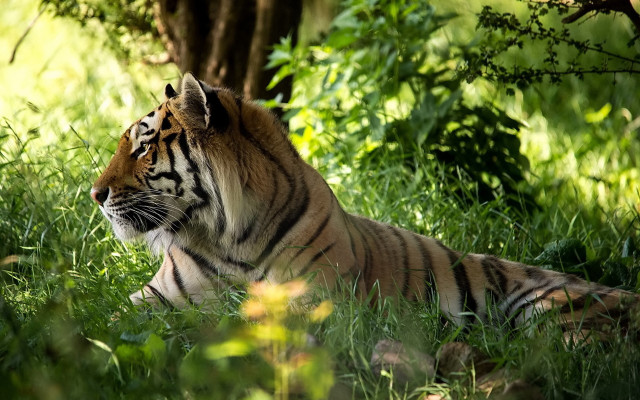 Tiger lying in grass bushes free wallpaper - medium preview image