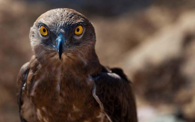 Bird of prey yellow eyes free wallpaper - medium preview image