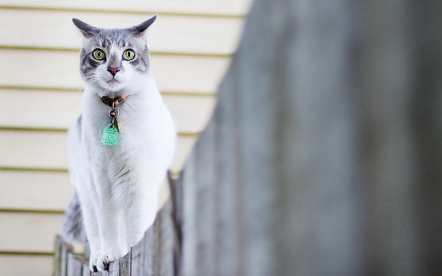 Cat fence green tag house free wallpaper - medium preview image
