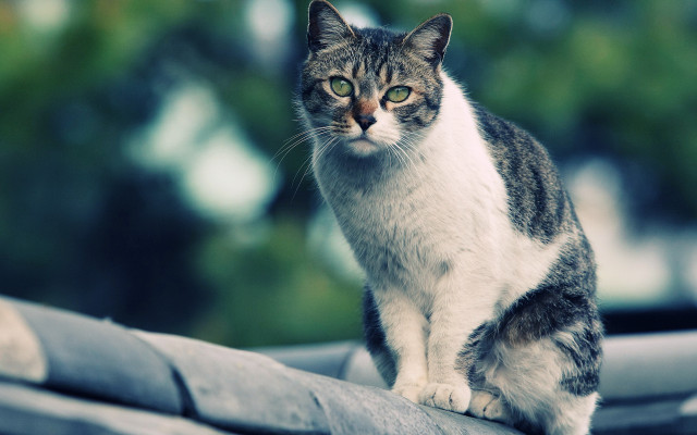 Serious cat roof focus neoplasticism free wallpaper - medium preview image