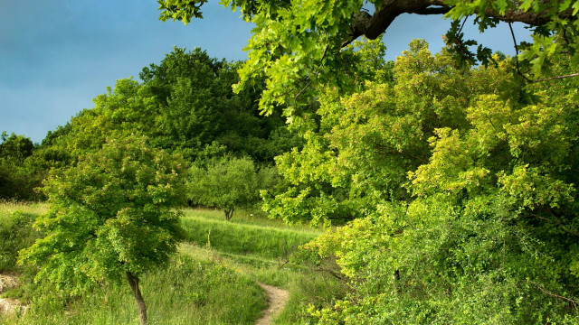 Dirt path forest trees grass free wallpaper - medium preview image