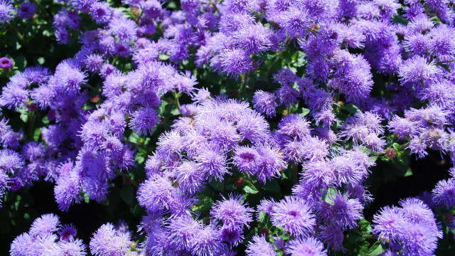 Purple flower garden macro nature free wallpaper - medium preview image