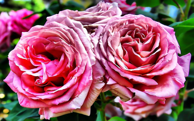 Pink roses green leaves bokeh #2 free wallpaper - medium preview image