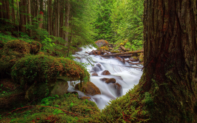 Lush forest stream impressionist nature free wallpaper - medium preview image