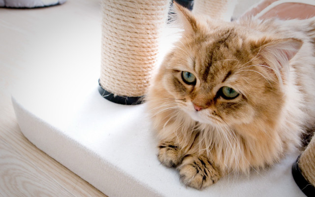 Cat shoes toy lay white free wallpaper - medium preview image