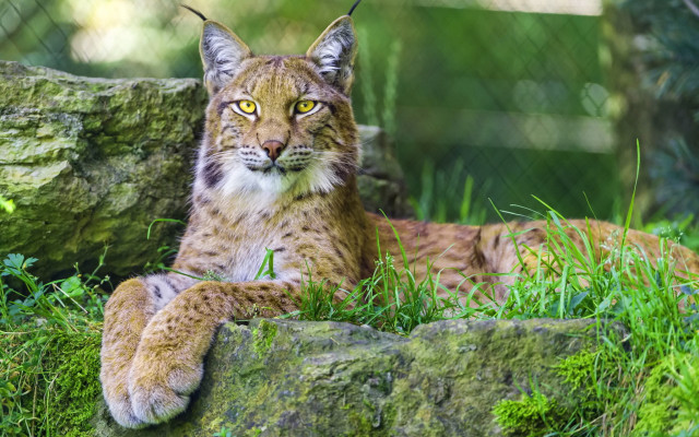 Large cat sitting green field free wallpaper - medium preview image