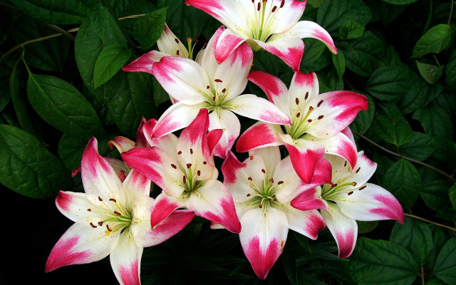 Pink white flowers green background free wallpaper - medium preview image