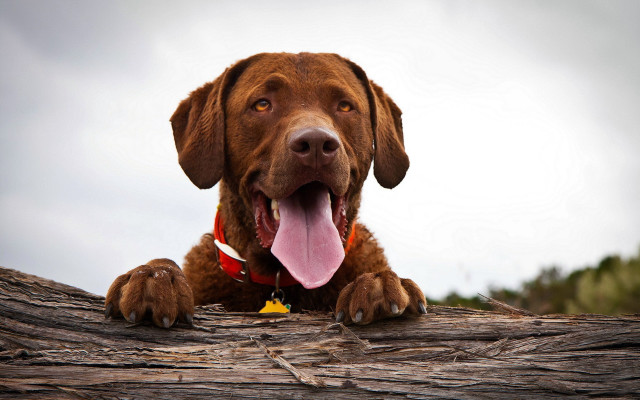 Dog tongue out log sitting free wallpaper - medium preview image