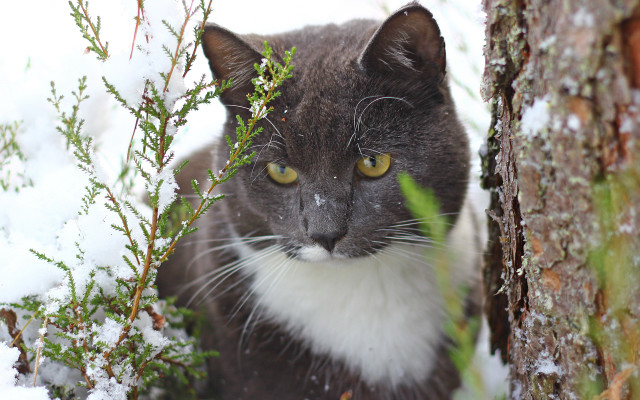 Cat snow tree bush winter free wallpaper - medium preview image