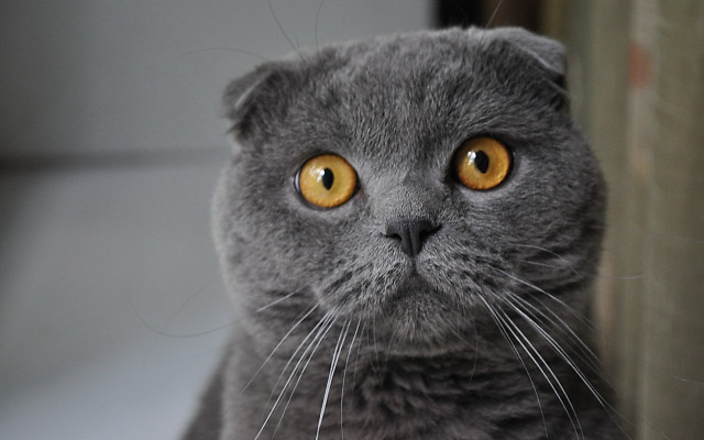 Gray cat yellow eyes curious free wallpaper - medium preview image