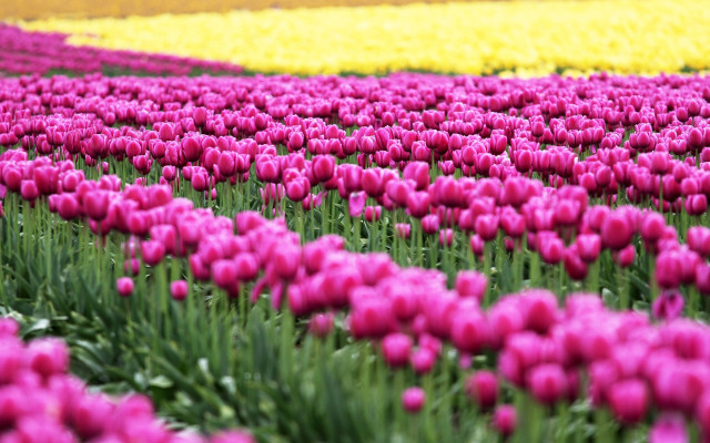 Pink tulips flower field blurry free wallpaper - medium preview image