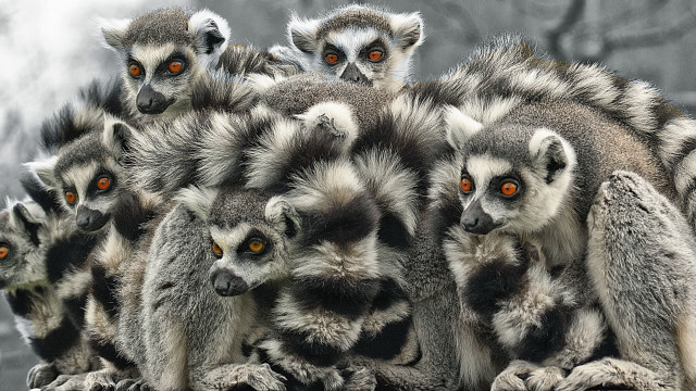 Small animals rock wall steam free wallpaper - medium preview image