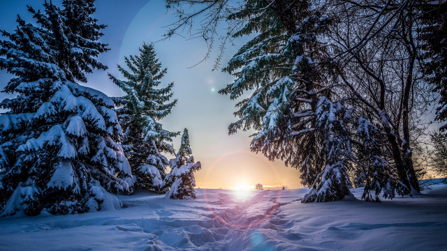 Snowy path forest sunset trees free wallpaper - medium preview image