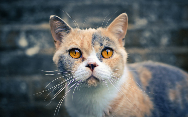 Cat yellow eye brick wall free wallpaper - medium preview image