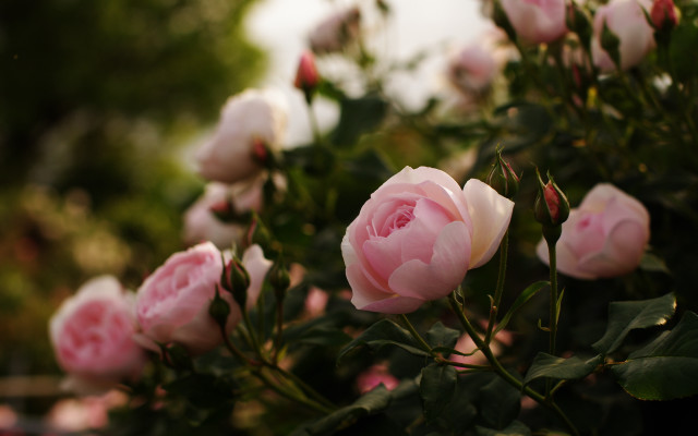 Pink roses garden bokeh macro #2 free wallpaper - medium preview image