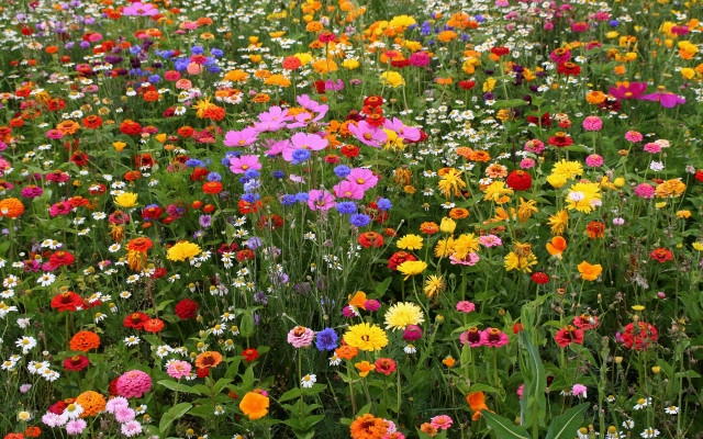 Flower field sky clouds puzzle free wallpaper - medium preview image