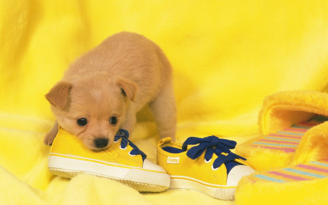 Puppy tennis shiba inu yellow free wallpaper - medium preview image