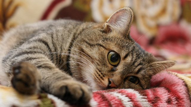 Sad cat blanket couch bokeh free wallpaper - medium preview image