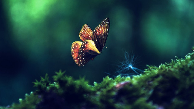 Butterfly moss dandelion green magic free wallpaper - medium preview image