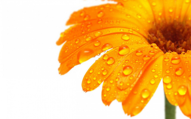 Yellow flower water droplets macro #3 free wallpaper - medium preview image