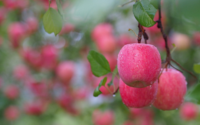 Apple bloom bokeh fall vibrancy free wallpaper - medium preview image