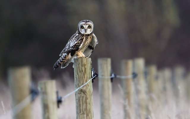 Small owl wooden post tall free wallpaper - medium preview image