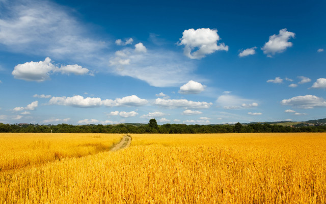 Wheat field dirt road blue #2 free wallpaper - medium preview image