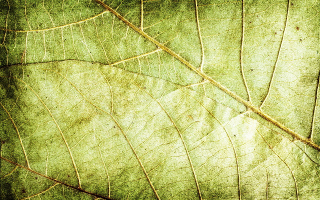 Leaf dirt border macro fence free wallpaper - medium preview image