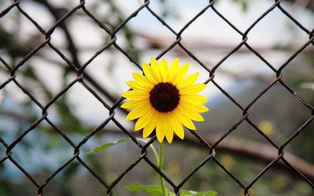 Yellow flower chain fence mountain free wallpaper - medium preview image