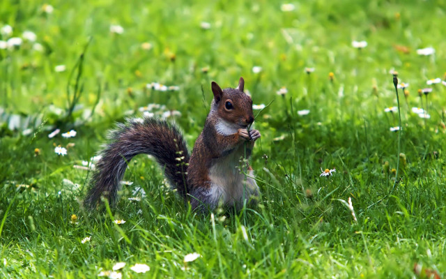 Squirrel eating nut in grass free wallpaper - medium preview image