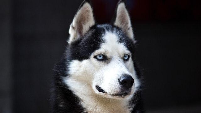 Black white dog blue eyes #2 free wallpaper - medium preview image