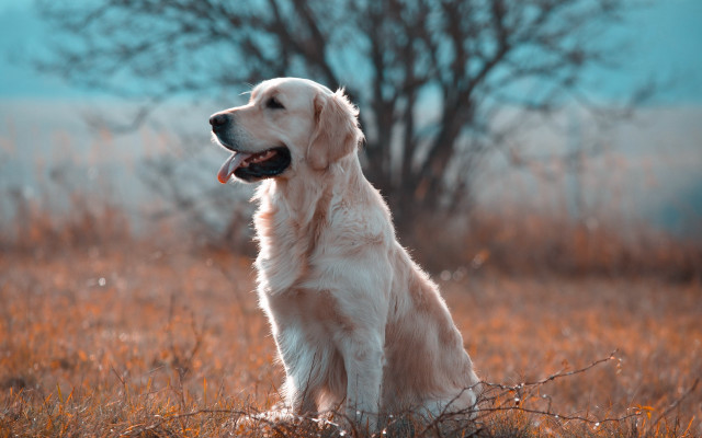 Dog field tree sky autumn free wallpaper - medium preview image