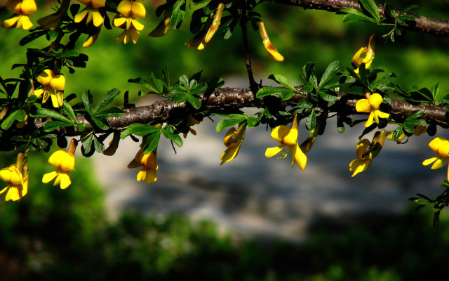 Branch yellow flowers park shallow free wallpaper - medium preview image
