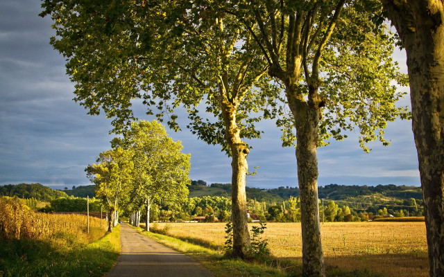 Road trees field blue sky #2 free wallpaper - medium preview image