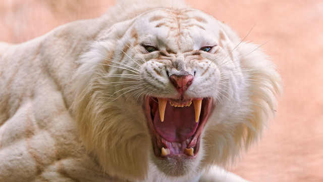 White tiger open mouth pink free wallpaper - medium preview image